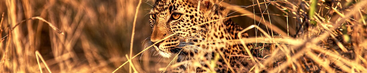 Leopard im South-Luangwa-Nationalpark, Sambia