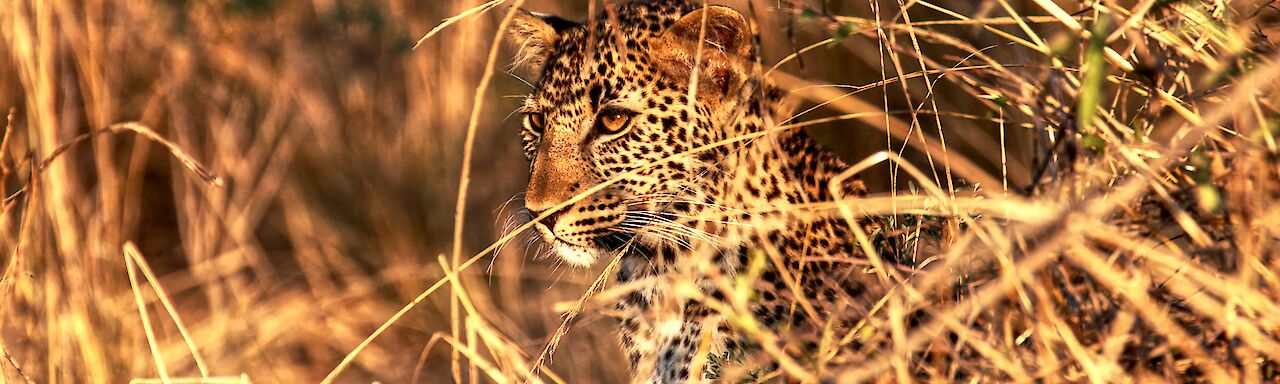 Leopard im South-Luangwa-Nationalpark, Sambia