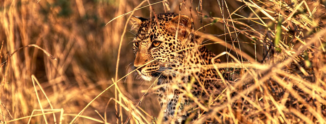Leopard im South-Luangwa-Nationalpark, Sambia
