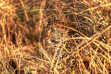 Leopard im South-Luangwa-Nationalpark, Sambia