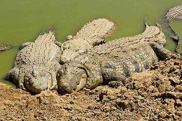 Krokodile am Flussufer