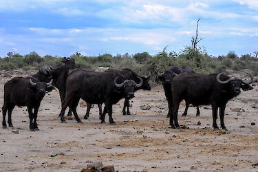 Tag 2 & 3: Chobe-Nationalpark