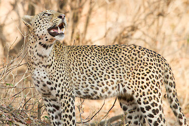 Leopard blickt über die Schulter nach oben