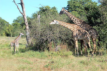 Giraffen um einen Busch im South-Luangwa-Nationalpark