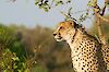 Gepard in Ngamiland East, Botswana
