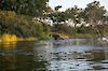 Elefant im Wasser Kayube, Zambezi River, Livingstone, Zambia