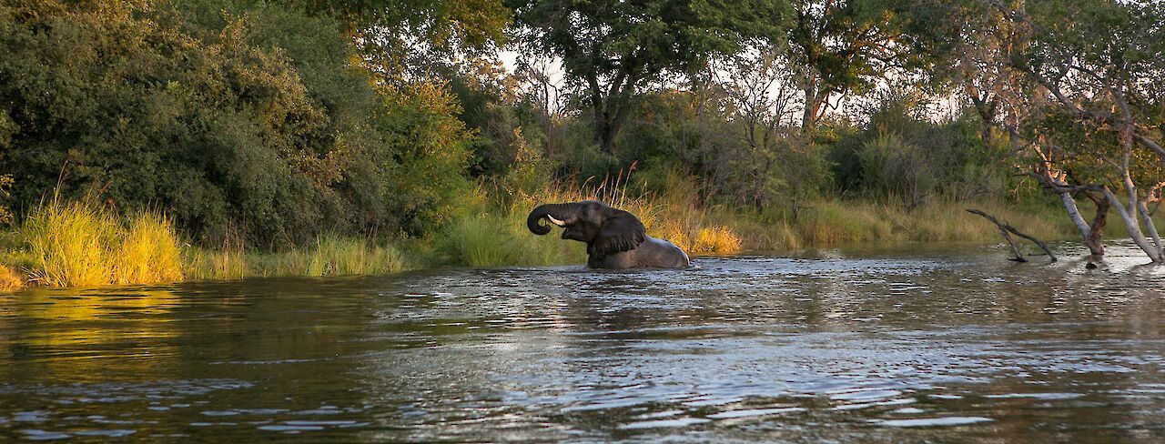 Elefant im Wasser Kayube, Zambezi River, Livingstone, Zambia