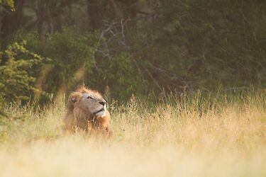 Löwe im Kruger National Park, im Gras liegend