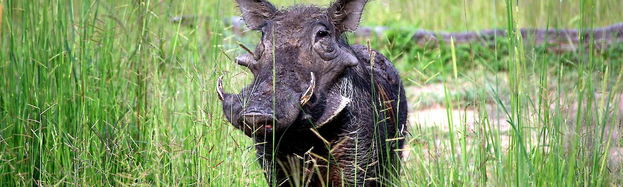 Warzenschwein im South Luangwa National Park, Zambia