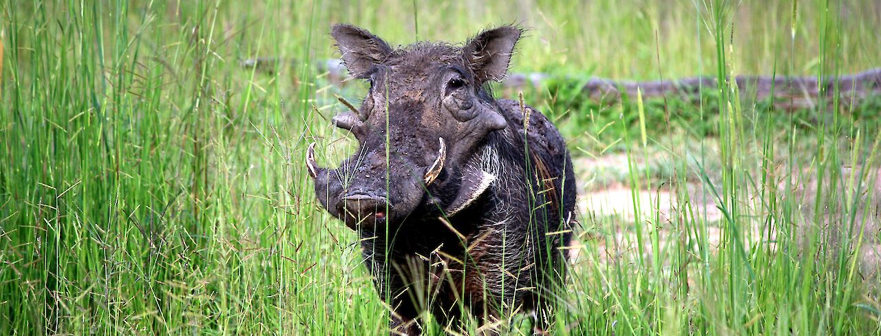 Warzenschwein im South Luangwa National Park, Zambia