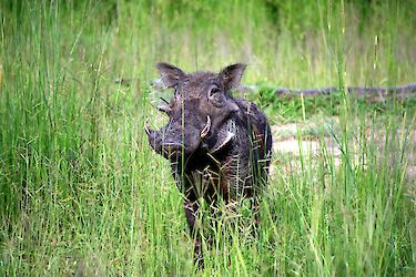 Warzenschwein im South Luangwa National Park, Zambia