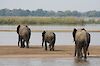 Tag 7 - 9: Safari im Lower-Zambezi-Nationalpark