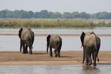 Tag 6 - 8: Safari im Lower-Zambezi-Nationalpark