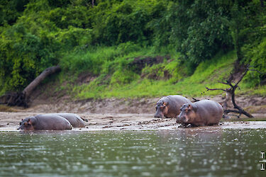 Flusspferde im South-Luangwa-Nationalpark