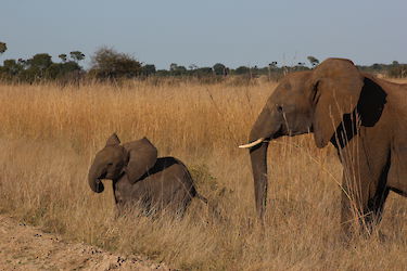 Elefanten in Simbabwe
