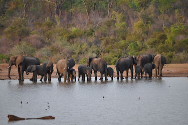 Tag 6 – 8: Safari im Hwange-Nationalpark
