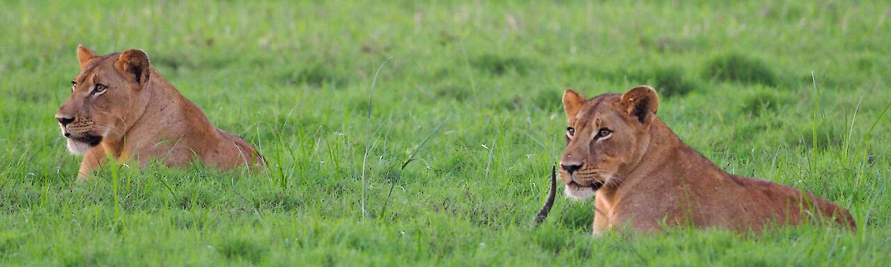 Löwen im Gras liegend, Gorongosa National Park, Mozambique