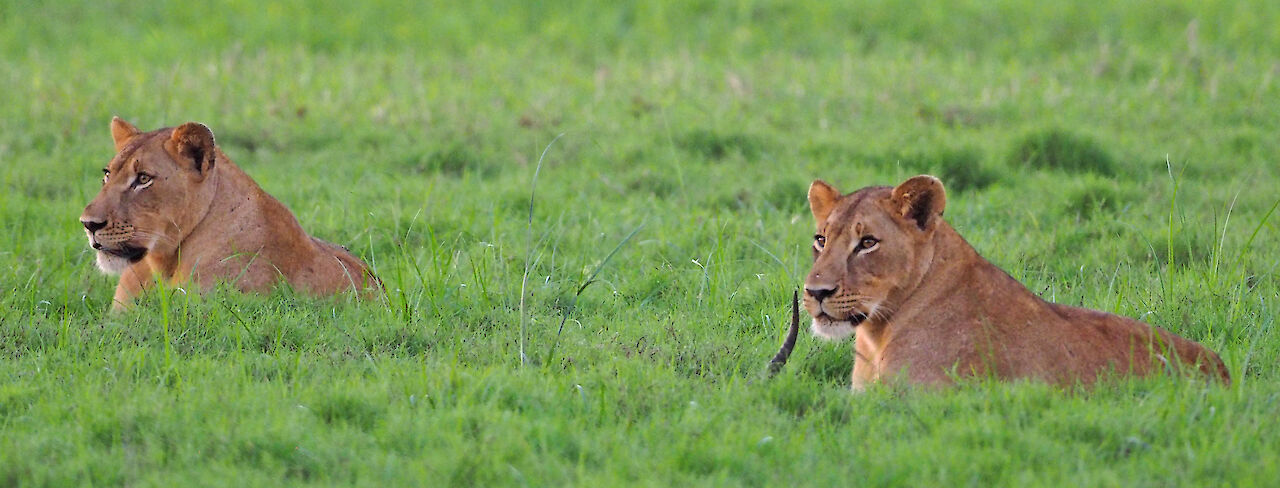 Löwen im Gras liegend, Gorongosa National Park, Mozambique