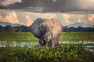 Elefant in Malawi