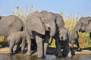 Elefantenfamilie in Malawi