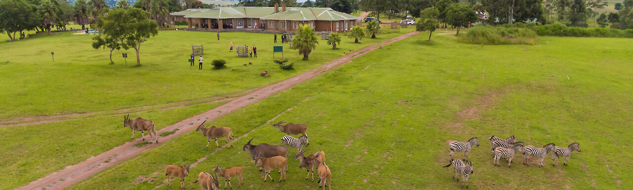 Antilopen und Zebras auf der Wiese der Game Haven Lodge