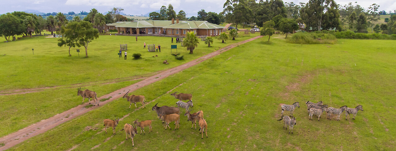 Antilopen und Zebras auf der Wiese der Game Haven Lodge