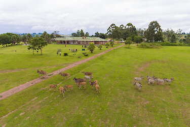 Antilopen und Zebras auf der Wiese der Game Haven Lodge