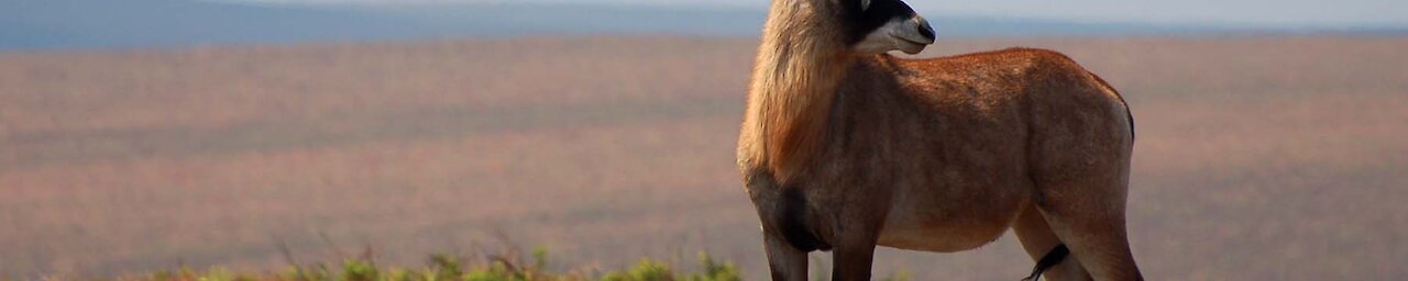 Antilope in der Savanne