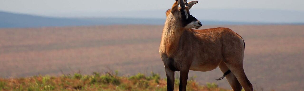 Antilope in der Savanne