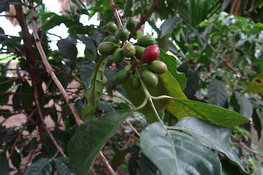 Tag 5: Wilde Kaffeewälder in Bonga