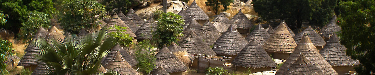 Kronenkranich über einem Feuchtgebiet in der Casamance