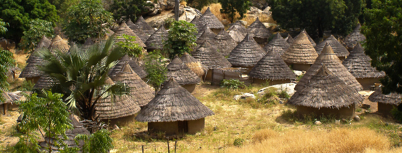 Kronenkranich über einem Feuchtgebiet in der Casamance