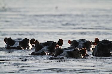 Nilfpferde im Zambezi River