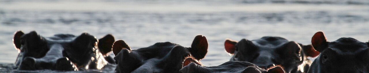 Nilpferde im Sambesi-Fluss