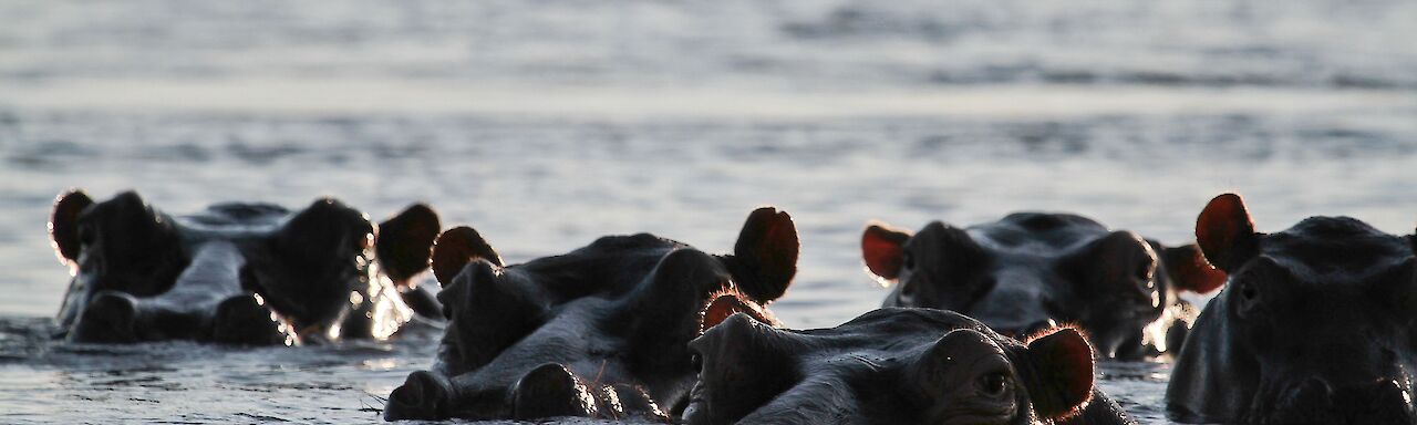 Nilpferde im Sambesi-Fluss
