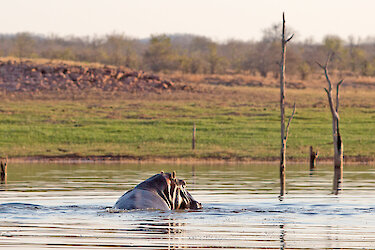 Nilpferd im Lake-Kariba