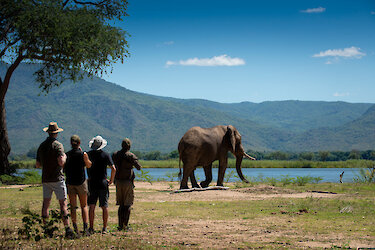 Elefantenbegegnung auf Wandersafari