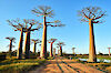 Gigantischen Bäume in Baobab-Allee