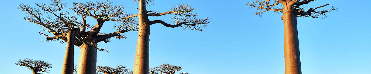 Gigantischen Bäume in Baobab-Allee
