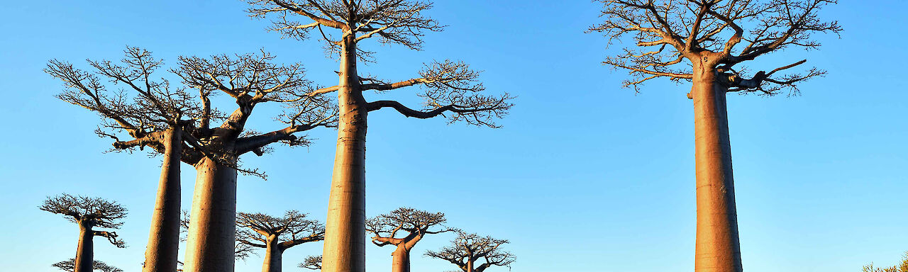 Gigantischen Bäume in Baobab-Allee