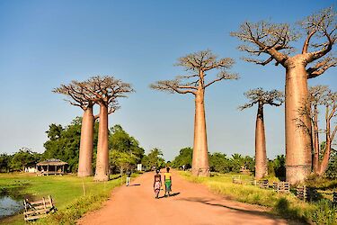 Tag 10: Entlang der Baobab-Allee