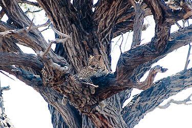 Leopard im Savuti, im Baum liegend