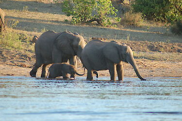 Tag 6 & 7: Safari an der Chobe River Front