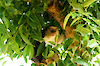 Monameerkatze im Monkey Sanctaury