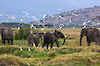 Elefanten und Vögel in der Serengeti