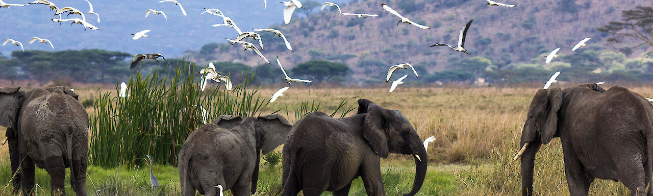 Elefanten und Vögel in der Serengeti
