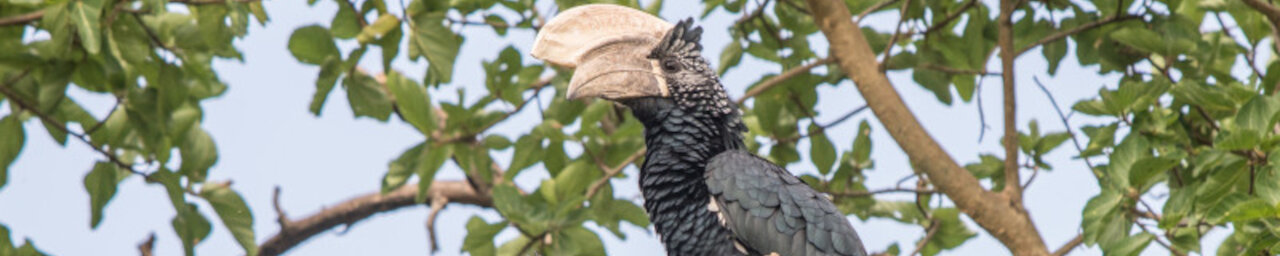 Hornvogel im Baum in Äthiopien
