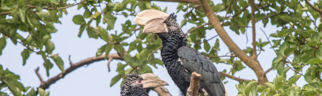 Hornvogel im Baum in Äthiopien