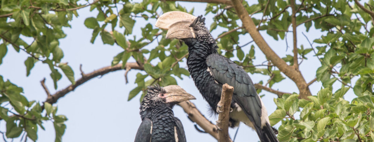 Hornvogel im Baum in Äthiopien