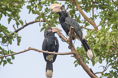 Hornvogel im Baum in Äthiopien
